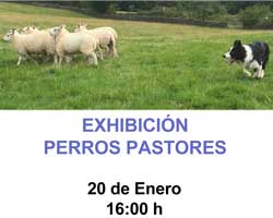Exhibición de Perros Pastores